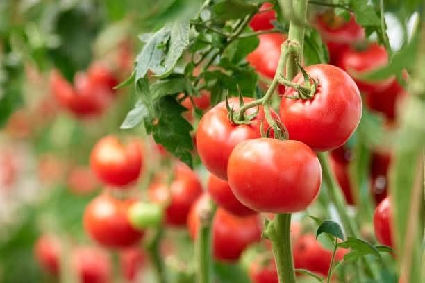 Tomates mûres cultivées dans un potager