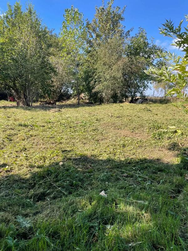 Jardin arboré après débroussaillage, herbe coupée au sol