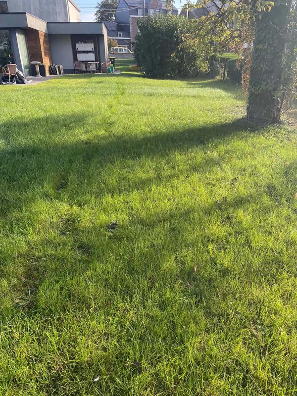 Pelouse fraîchement tondue dans un jardin, après le passage d’Emelaterre